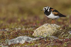 Ruddy Turnstone; Arctic Tundra