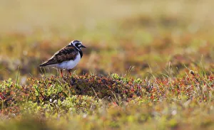 Sub Arctic Prints: Ruddy Turnstone on the Arctic Tundra