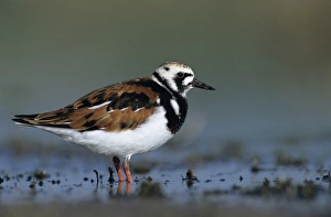 Ruddy Turnstone, Arenaria interpres, adult summer plumage, Welder Wildlife Refuge