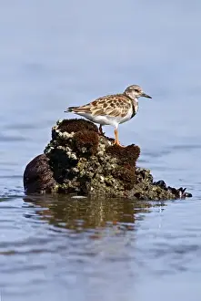 Walvis Bay Prints: Ruddy Turnstone (Arenaria interpres) standing on seaweed encrusted rock
