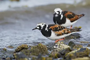 Shorebird Prints: Ruddy Turnstones