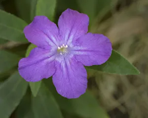 Asteraceae Prints: Ruellia, Ruellia carolinensis, Central Florida