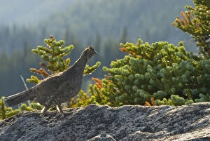 Images Dated 14th August 2008: Ruffed Grouse (Bonasa umbellus) at Obstruction Point. Olympic National Park, Washington