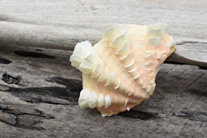 Beautiful Prints: Ruffled Clam shell - Tridacna Squamosa