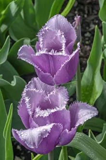 Images Dated 22nd January 2021: Ruffled purple tulip