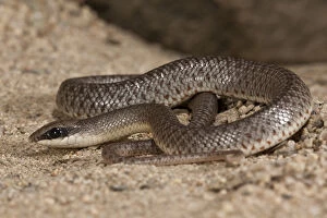 Rufous Beaked Snake Rhamphiophis rostratus Native to East Africa