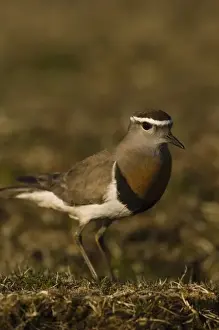 Rufous-chested Dotterel (Charadrius modestus) Pebble Island, off north coast of West Falkland
