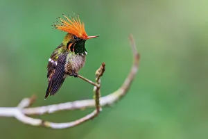 Hummingbird Prints: Rufous-crested coquette display as a younger male flies past in the forest of Peru