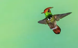 Hummingbird Prints: Rufous-crested coquette in flight in Northern Peru