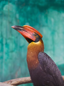 Rufous Hornbill (Buceros hydrocorax), Philippines