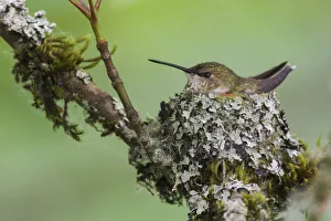 Images Dated 3rd September 2018: Rufous hummingbird female sitting on nest