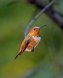 Images Dated 4th February 2024: A rufous hummingbird perched looks