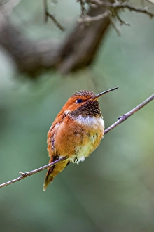 Images Dated 4th February 2024: A rufous hummingbird perched looks