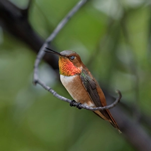 A rufous hummingbird perched looks