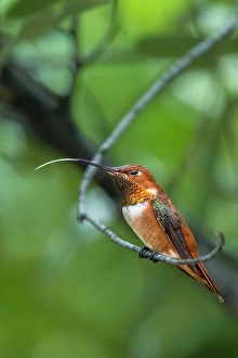 Images Dated 7th May 2024: A rufous hummingbird perched looks