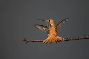 Images Dated 2017 August: Rufous hummingbird (Selasphorus rufus)