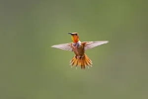 Juvenile Prints: Rufous hummingbird (Selasphorus rufus)