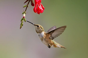 Songbird Prints: Rufous Hummingbird (Selasphorus rufus) juvenile male feeding