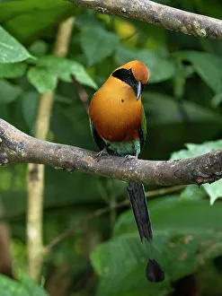 Images Dated 2022 August: Rufous Motmot, Costa Rica, Central America