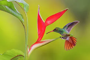 Cloud Forest Prints: Rufous-tailed hummingbird approaching heliconia blooms, cloud forest, Ecuador