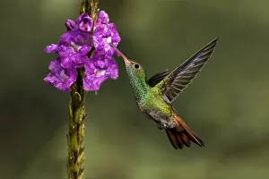 South America Prints: Rufous tailed hummingbird, Costa Rica