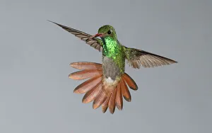 Images Dated 29th November 2022: Rufous-tailed Hummingbird, Costa Rica, Central America