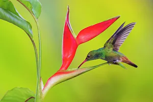 Cloud Forest Prints: Rufous-tailed hummingbird getting nectar from a heliconia bloom, cloud forest, Ecuador