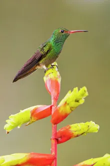 Cloud Forest Prints: Rufous-tailed hummingbird perched on a heliconia bloom, cloud forest, Ecuador