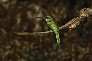 Mato Grosso Prints: Rufous-tailed jacamar, Mato Grosso, Pantanal, Brazil, South America