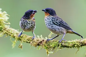 Fledgling Prints: Rufous-throated tanagers, parent feeding fledgling in the threatened Choco Forest of Ecuador