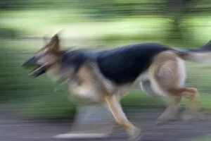 Running German Shepherd
