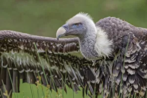 Critically Endangered Prints: Ruppels griffon vulture, Critically endangered species