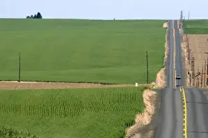 Wheat Field Prints: Rural country road with green unripe wheat fields near Pendleton, Idaho