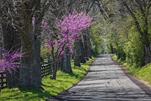 Roadway Prints: Rural country road near Lexington, Kentucky in spring with redbud tree in full bloom