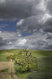Gravel Road Prints: Rural dirt road and single tree among rolling fields of wheat crops