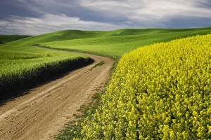 Gravel Road Prints: Rural farm road through yellow canola and green wheat crops