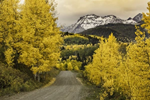 Images Dated 31st January 2016: Rural forest service road and golden aspen trees in fall, Sneffels Wilderness Arera
