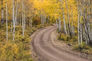Images Dated 29th September 2016: Rural forest service road and golden aspen trees in fall, Sneffels Wilderness Arera