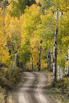 Images Dated 29th September 2016: Rural forest service road through golden aspen trees in fall, Sneffels Wilderness Arera