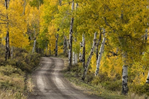 Images Dated 29th September 2016: Rural forest service road through golden aspen trees in fall, Sneffels Wilderness Arera