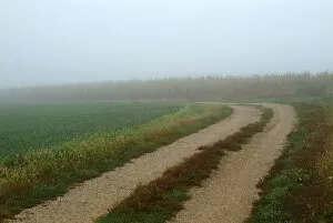 Images Dated 25th September 2005: Rural lane through foggy farm field in early morning