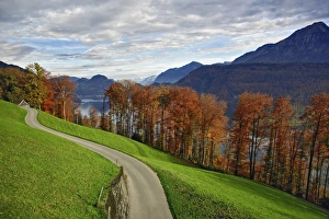 Lucerne Prints: Rural road and autumn foliage along lake, near Lucerne, Switzerland