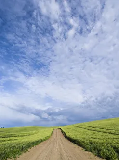 Prints of Rural road winding through wheatfields Images Dated 2021 March: Rural road winding through wheatfields