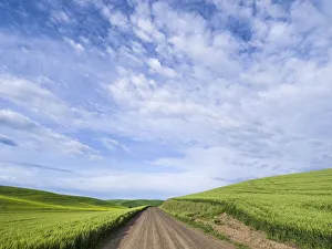 Images Dated 16th March 2021: Rural road winding through wheatfields