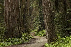 Old Growth Prints: Rural roadway through redwood trees, Stout Memorial Grove