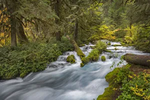 Images Dated 29th December 2020: Rushing water in pristine Olallie Creek near McKenzie River, Willamette National Forest