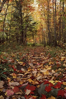 Images Dated 23rd April 2004: Russell Pond Tr. Baxter S.P. ME. Foliage. Trails. Fall colors beautify a trail