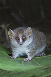 Madagascar Prints: Russet mouse lemur (Microcebus rufus), Perinet Reserve, Toamasina, Madagascar
