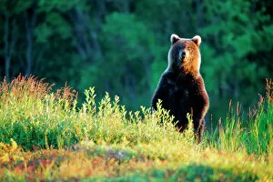 Bear Gallery: Russia, Kamchatka
