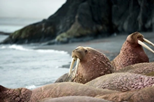 Russia Prints: Russia, Kamchatka peninsula, Dezneva Bay, Pacific walrus on beach